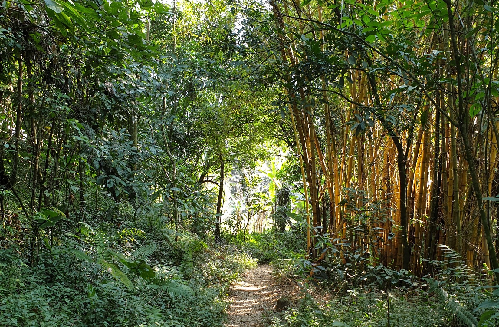 Bamboo in Pedra Branca