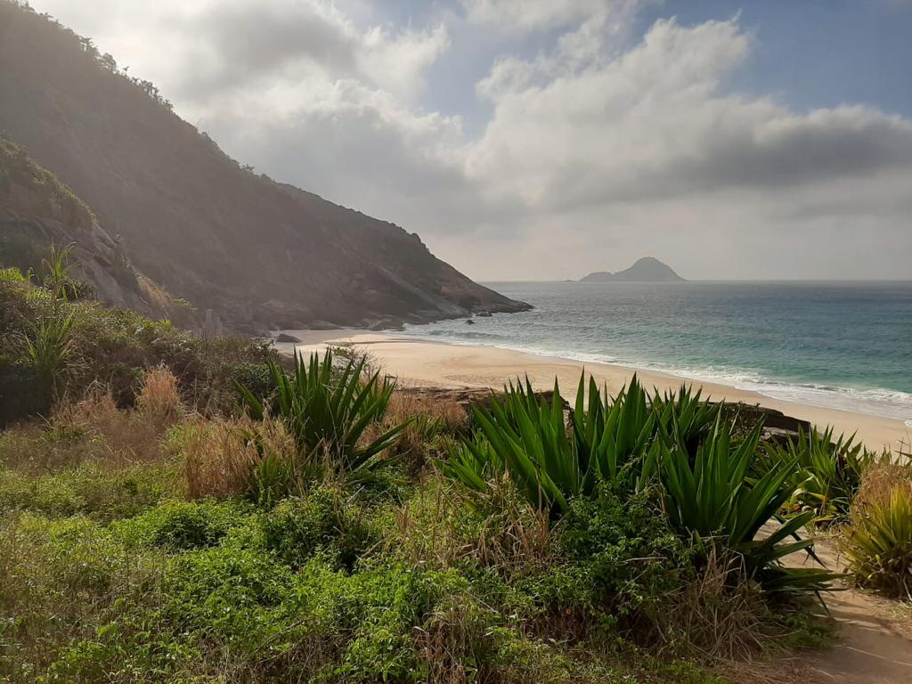 Praia branca com umas agaves,
